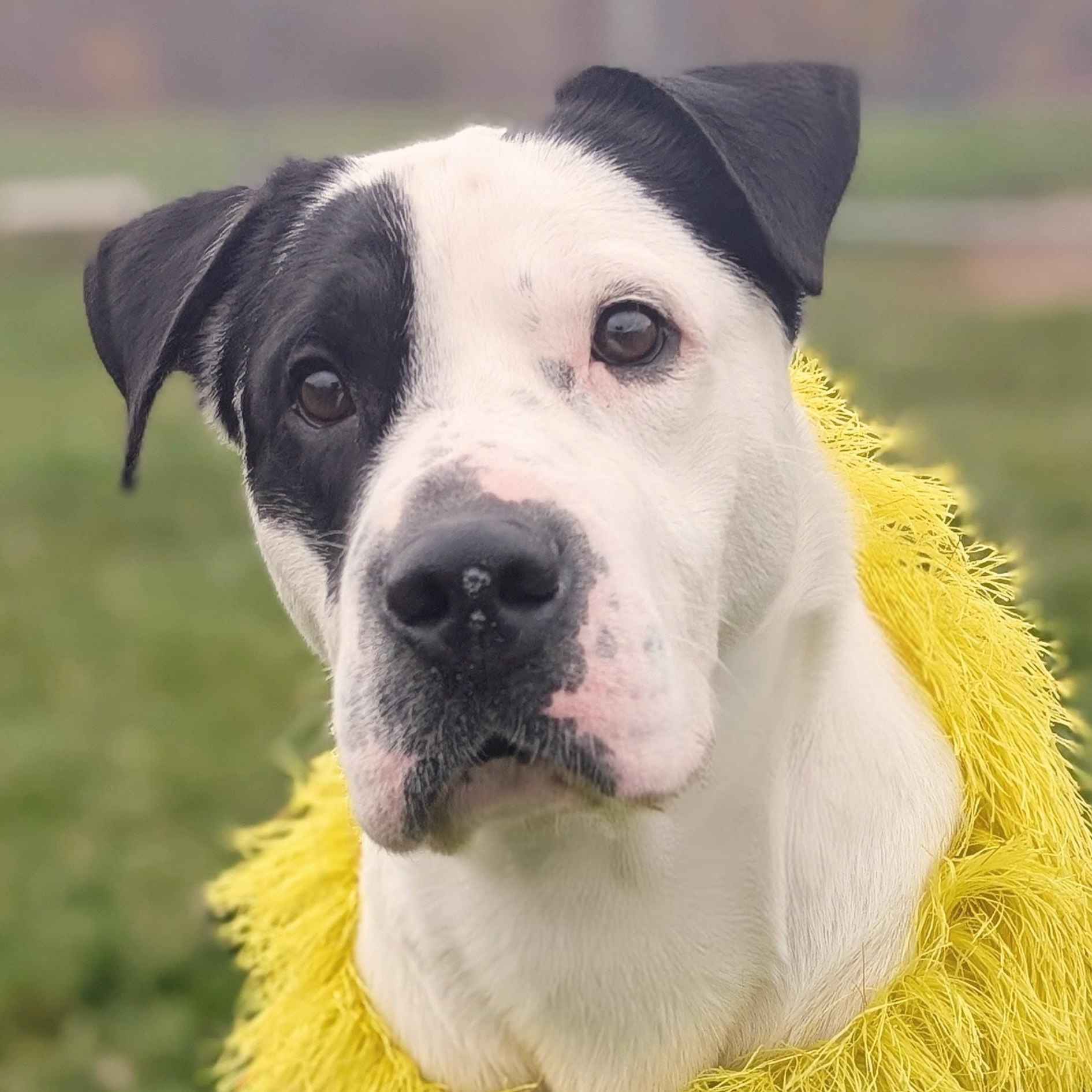 Enlarge 187665 Chester LOOKING FOR OWNER, a Adoptable mixed breed in Ravenna, OH image 4/4