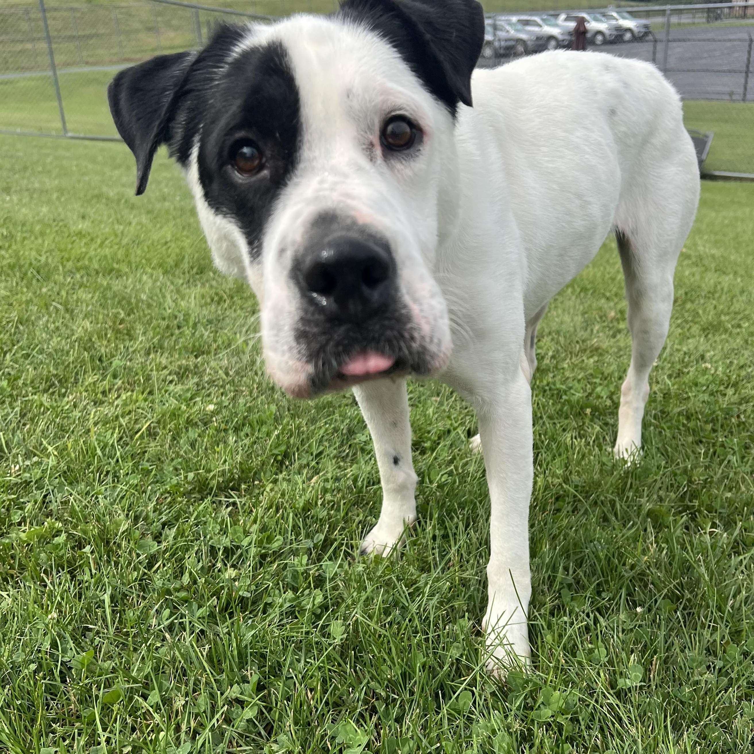 Enlarge 187665 Chester , a Adoptable mixed breed in Ravenna, OH image 2/6