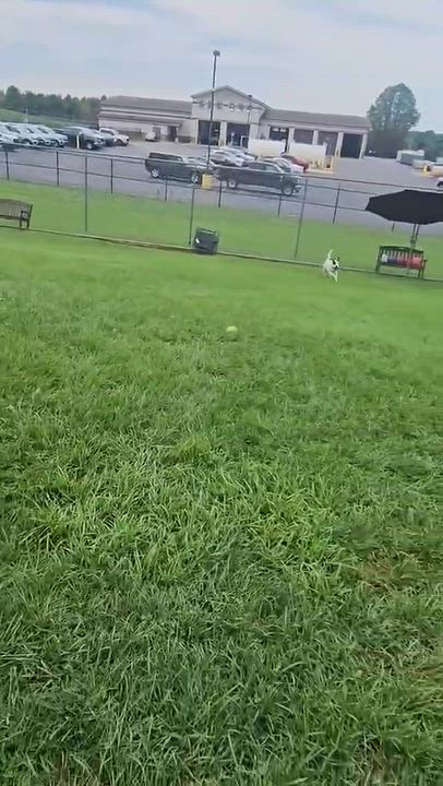 Enlarge 187665 Chester , a Adoptable mixed breed in Ravenna, OH video 6/6