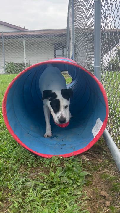 Enlarge 187665 Chester , a Adoptable mixed breed in Ravenna, OH video 5/6