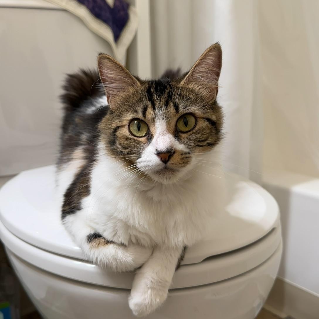 Enlarge Kiki (confident / curious / friendly), an adopted mixed breed in San Jose, CA image 5/5