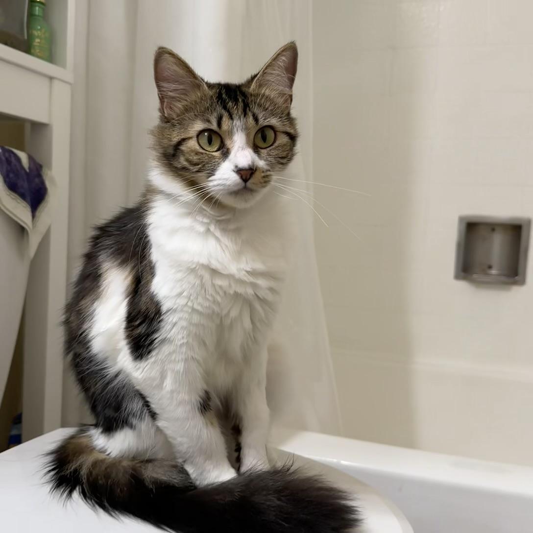 Enlarge Kiki (confident / curious / friendly), an adopted mixed breed in San Jose, CA image 1/5