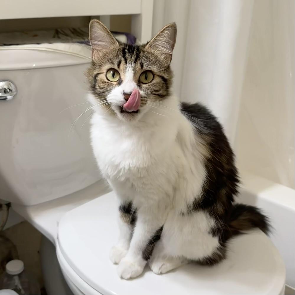 Enlarge Kiki (confident / curious / friendly), an adopted mixed breed in San Jose, CA image 3/5