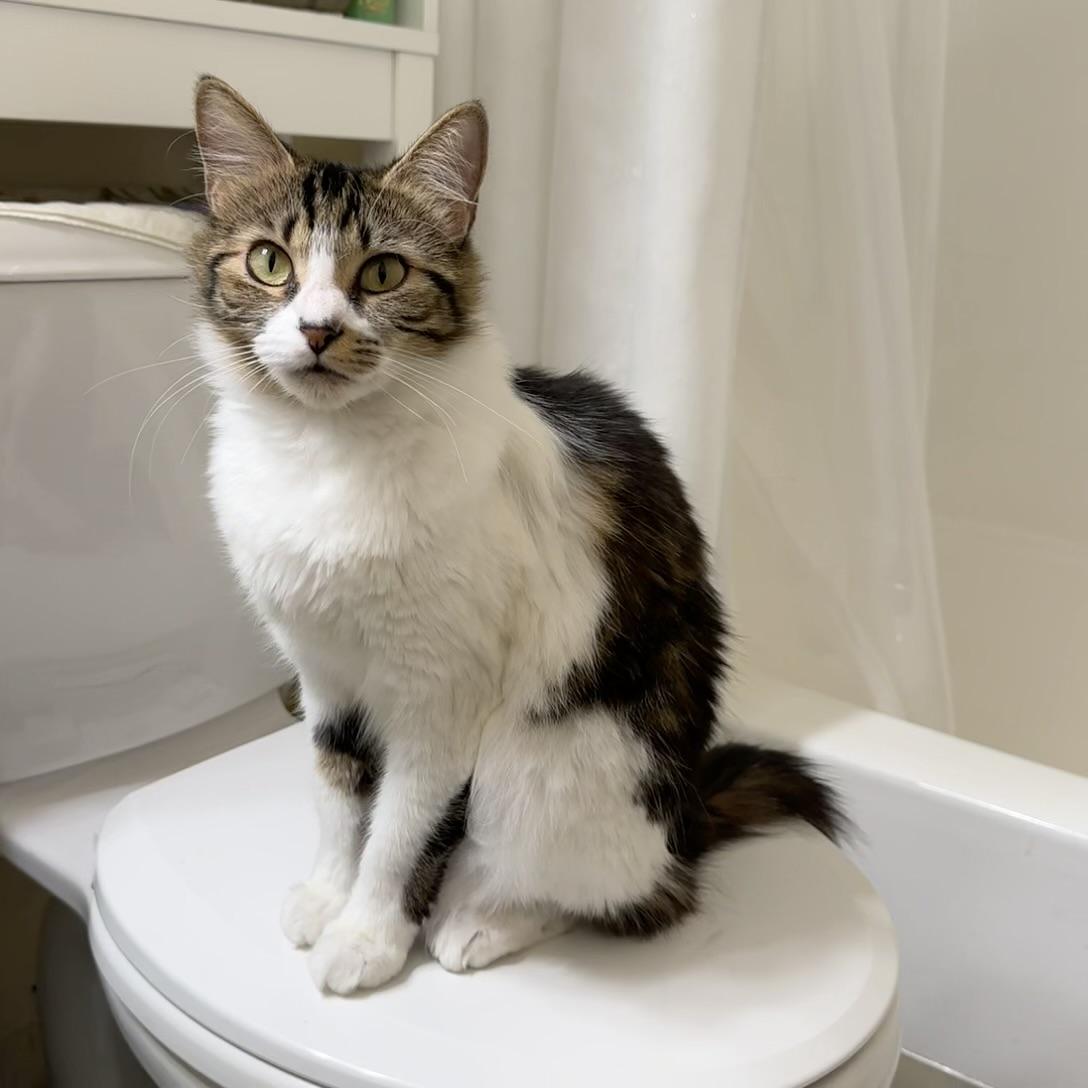 Enlarge Kiki (confident / curious / friendly), an adopted mixed breed in San Jose, CA image 4/5