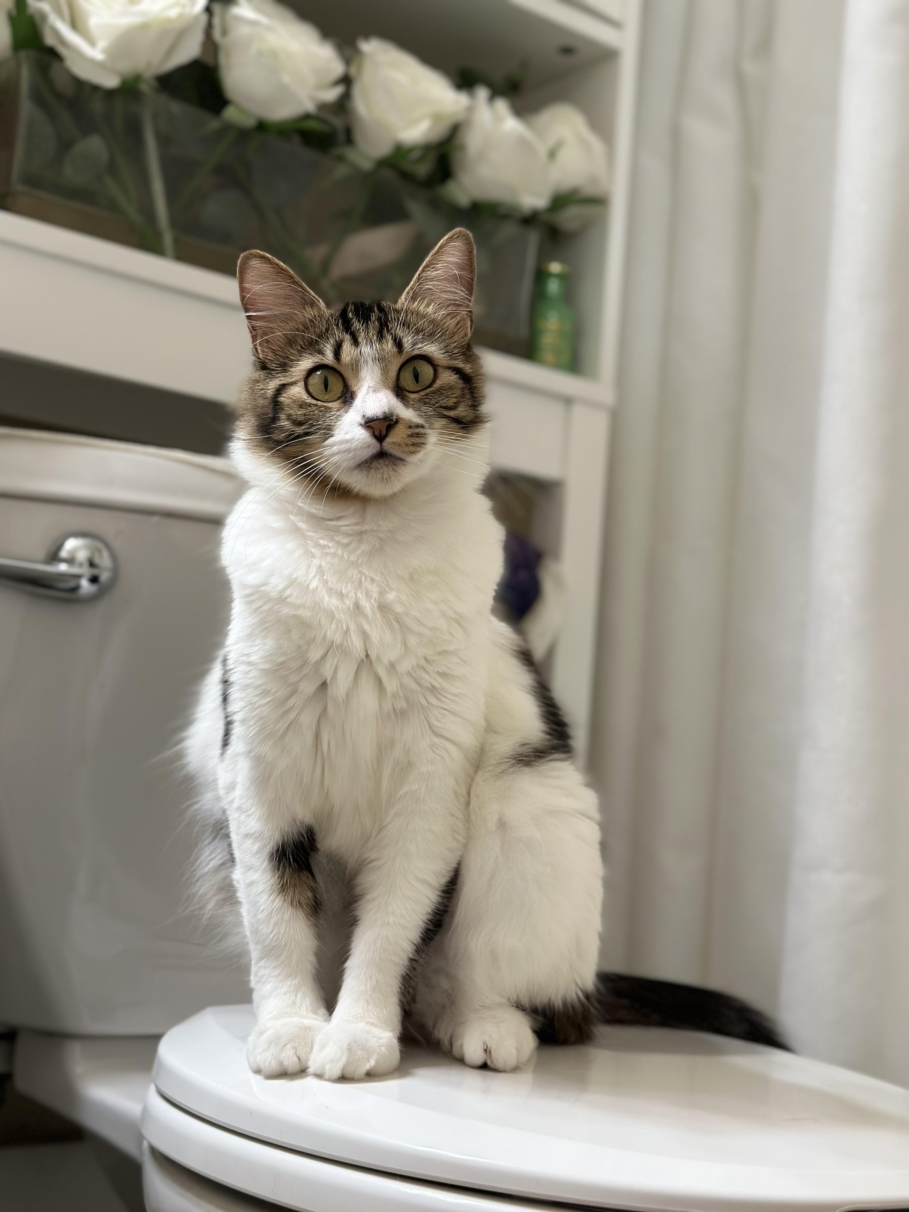 Enlarge Kiki (confident / curious / friendly), an adopted mixed breed in San Jose, CA image 2/5