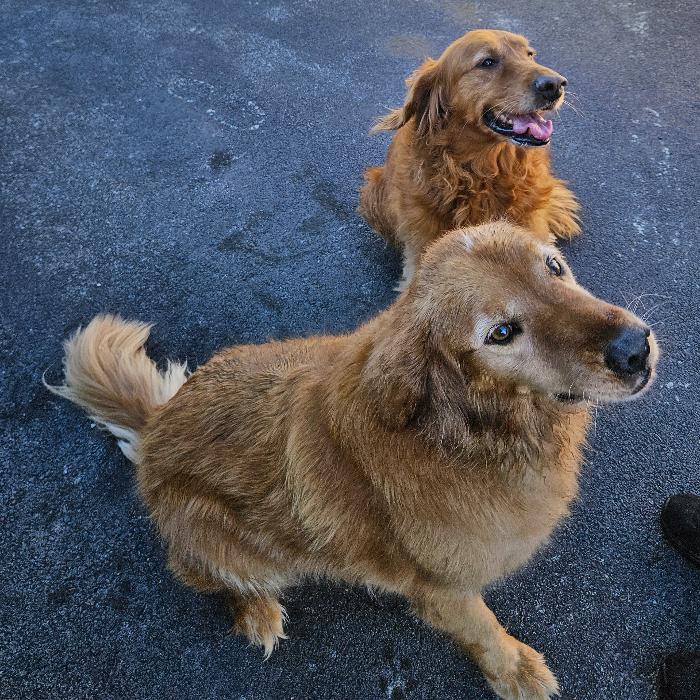 Enlarge Apollo 9/21/26, a Adoptable Golden Retriever in Louisville, KY image 2/3