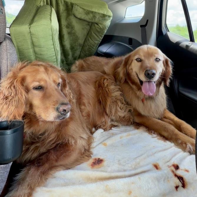 Enlarge Apollo 9/21/26, a Adoptable Golden Retriever in Louisville, KY image 3/3