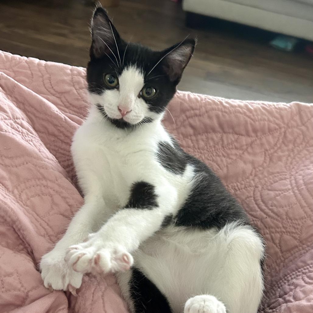 Enlarge Louie, a Adoptable Domestic Short Hair in Chattanooga, TN image 4/6
