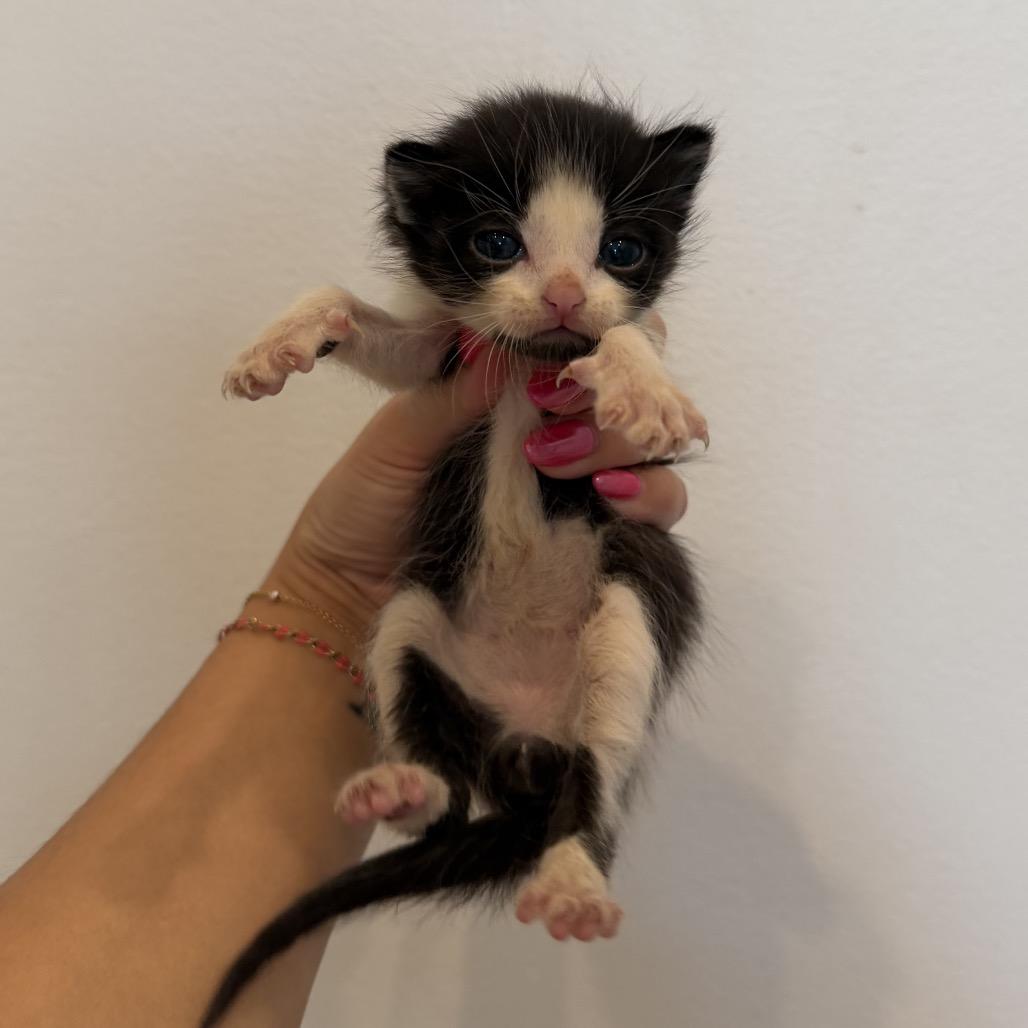 Enlarge Louie, a Adoptable Domestic Short Hair in Chattanooga, TN image 2/6