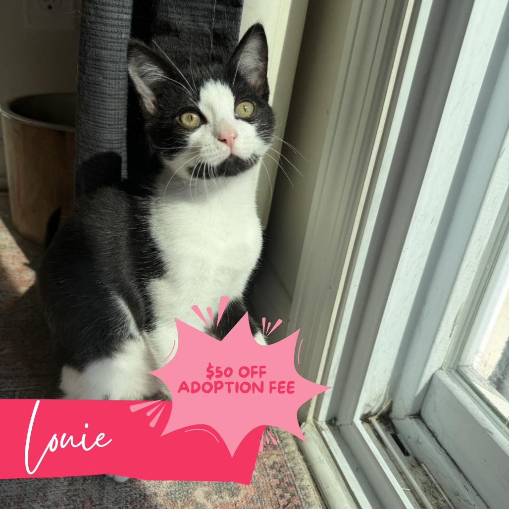 Louie, Adoptable, Kitten Male Domestic Short Hair.