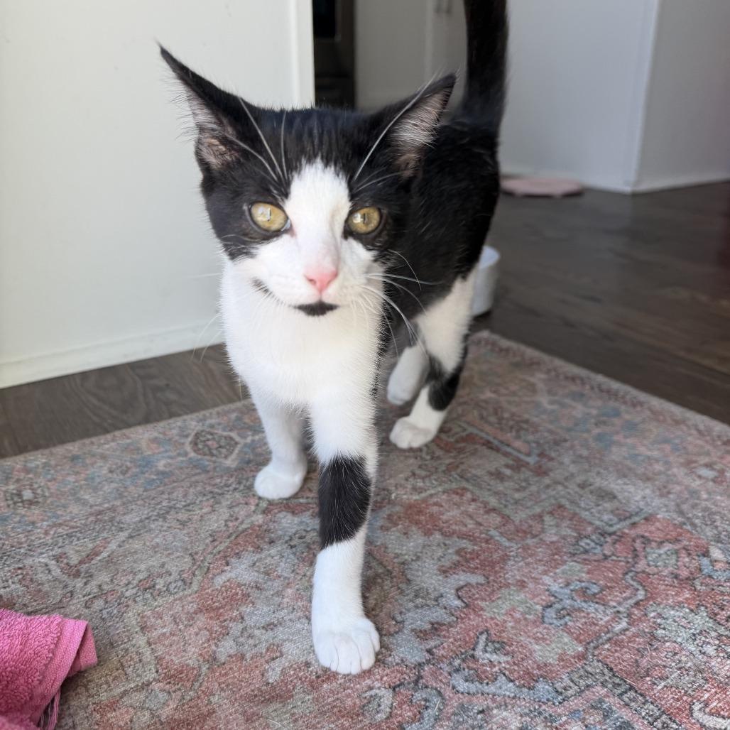 Enlarge Louie, a Adoptable Domestic Short Hair in Chattanooga, TN image 5/6