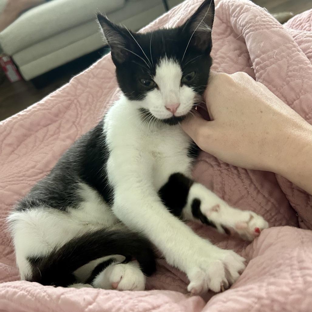 Enlarge Louie, a Adoptable Domestic Short Hair in Chattanooga, TN image 6/6