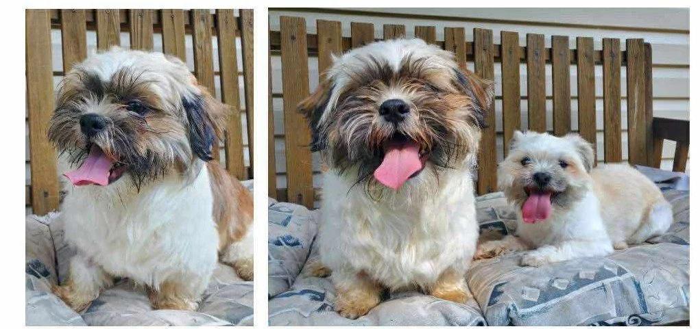 Lentil (Max)