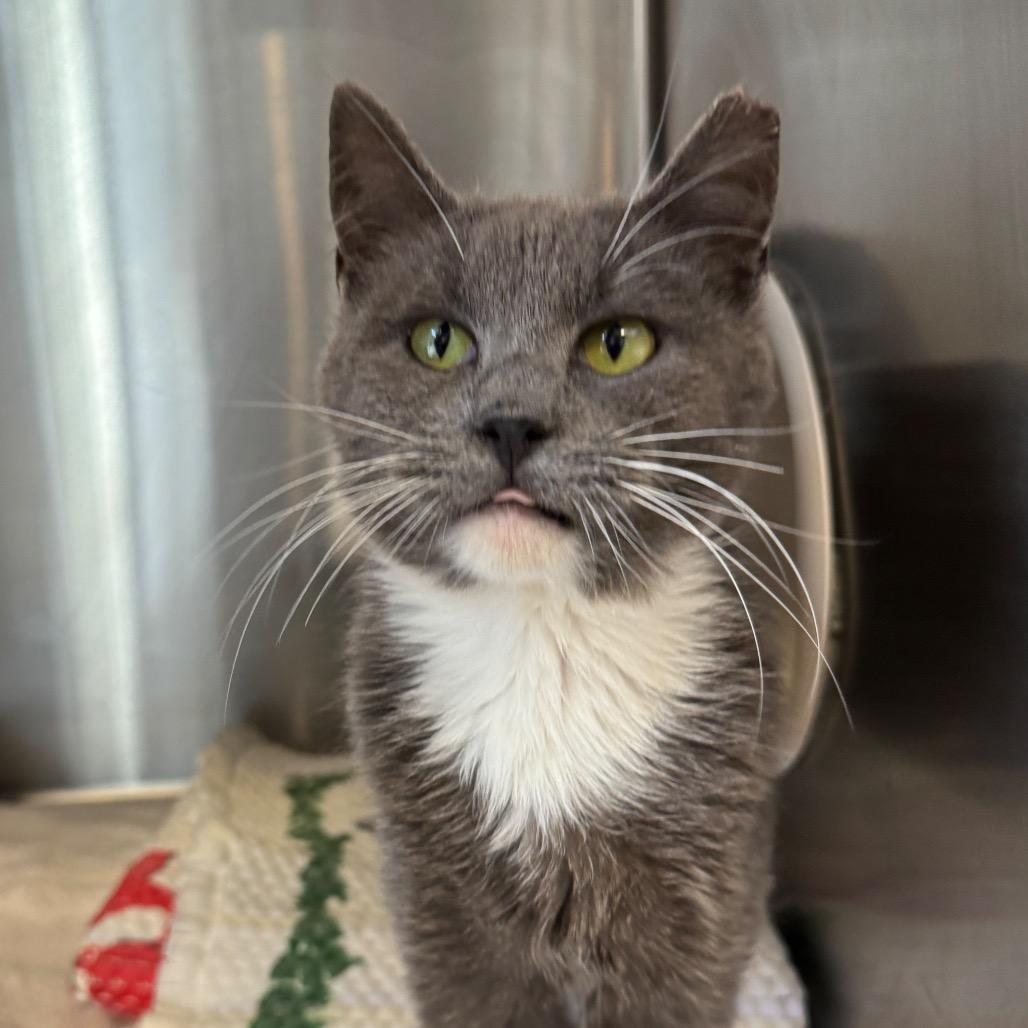 Smokey — thumbnail 2