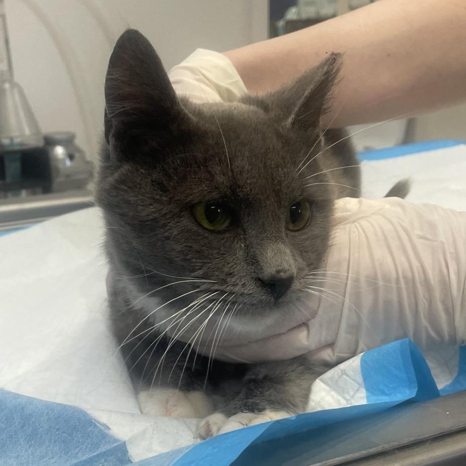 Smokey — thumbnail 3