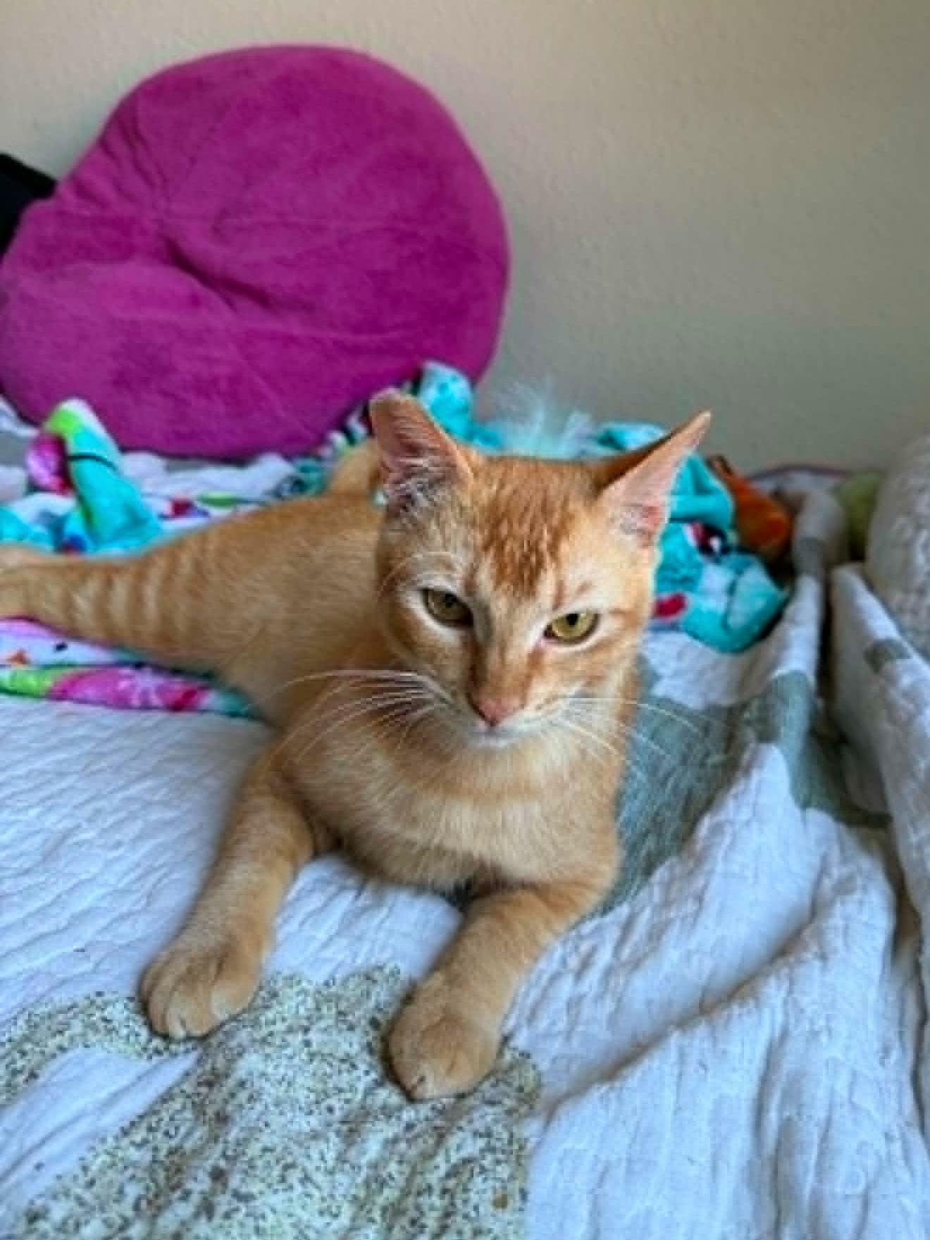 Enlarge Tiede, a Adoptable mixed breed in College Station, TX image 2/6