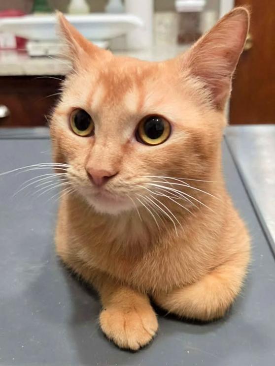Enlarge Tiede, a Adoptable mixed breed in College Station, TX image 1/6