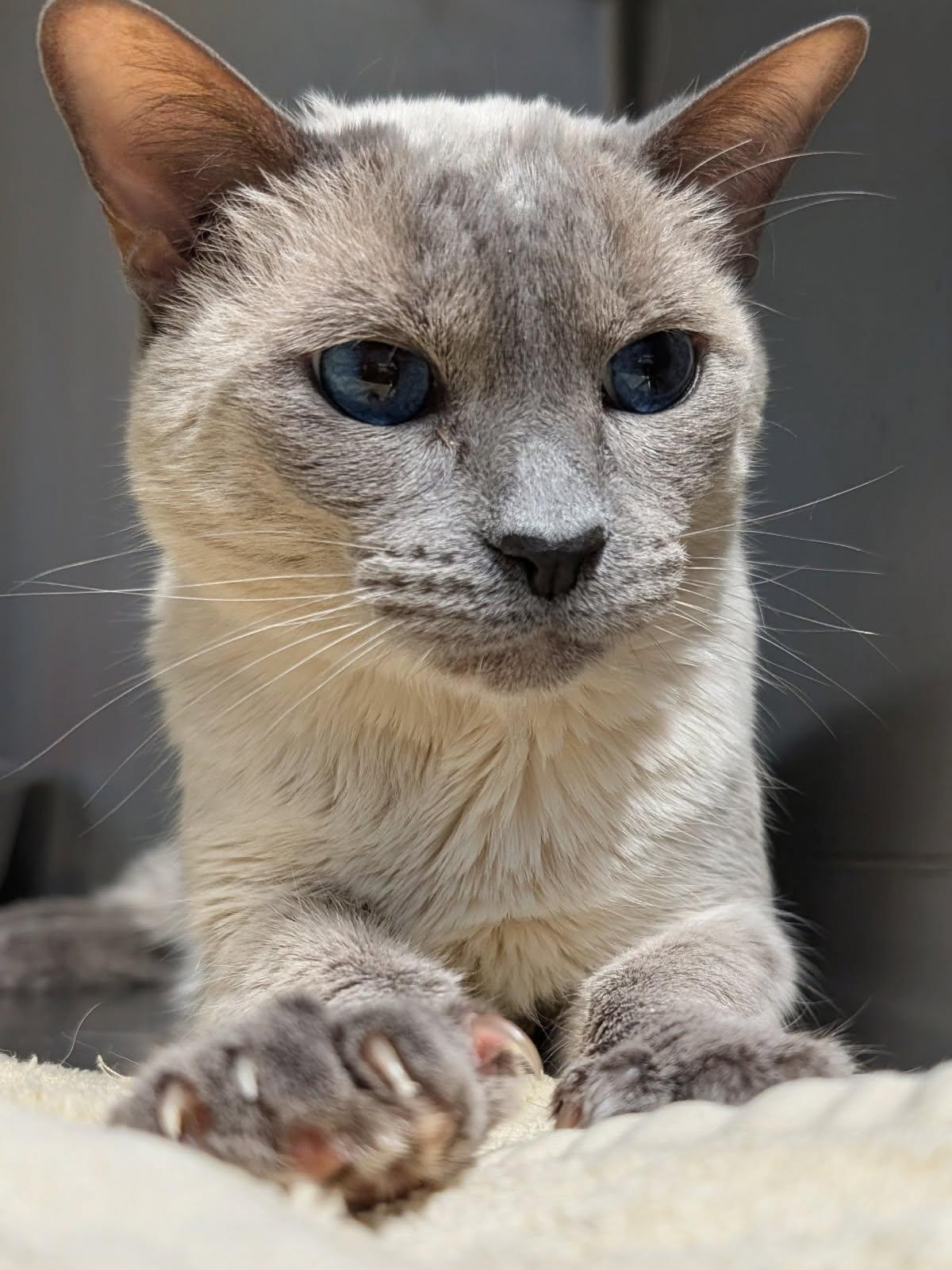 Tonchi, ADOPTABLE, Senior Female Siamese.
