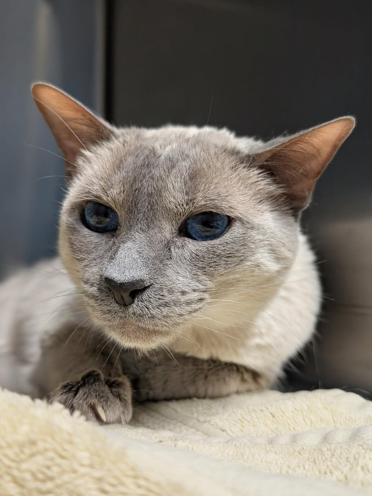 Tonchi, a ADOPTABLE Siamese in Benson, AZ image 2/2