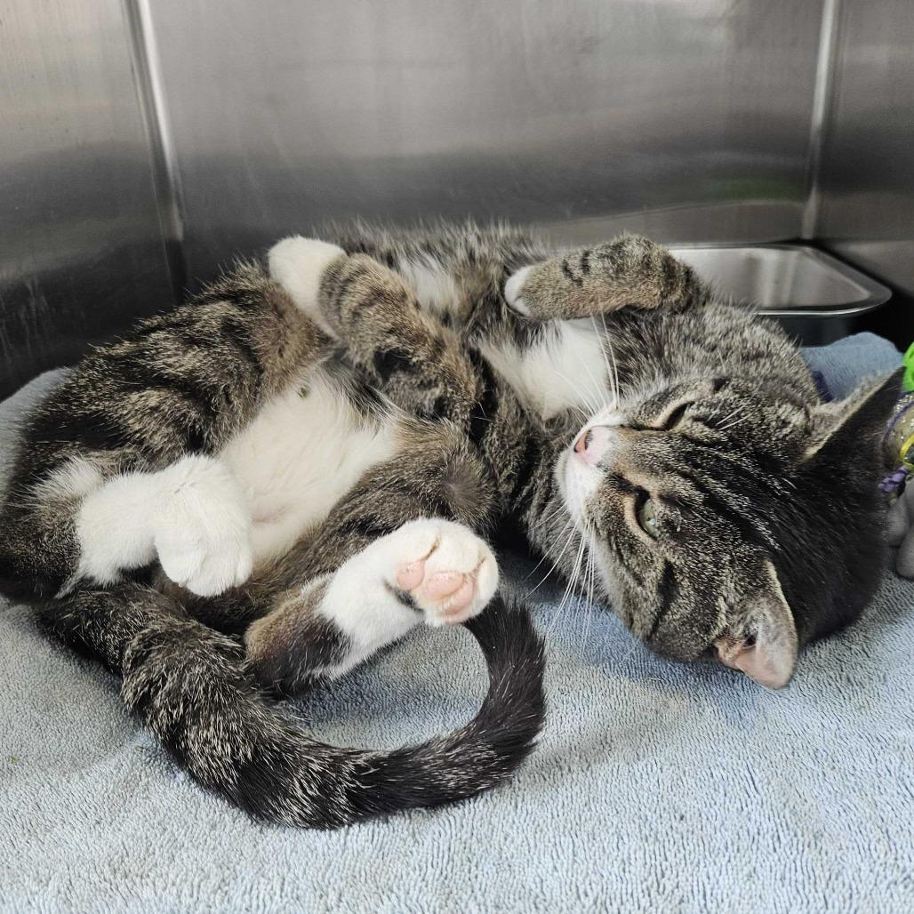 ZZ Top, a Adoptable Domestic Short Hair in Dover, NH image 1/6