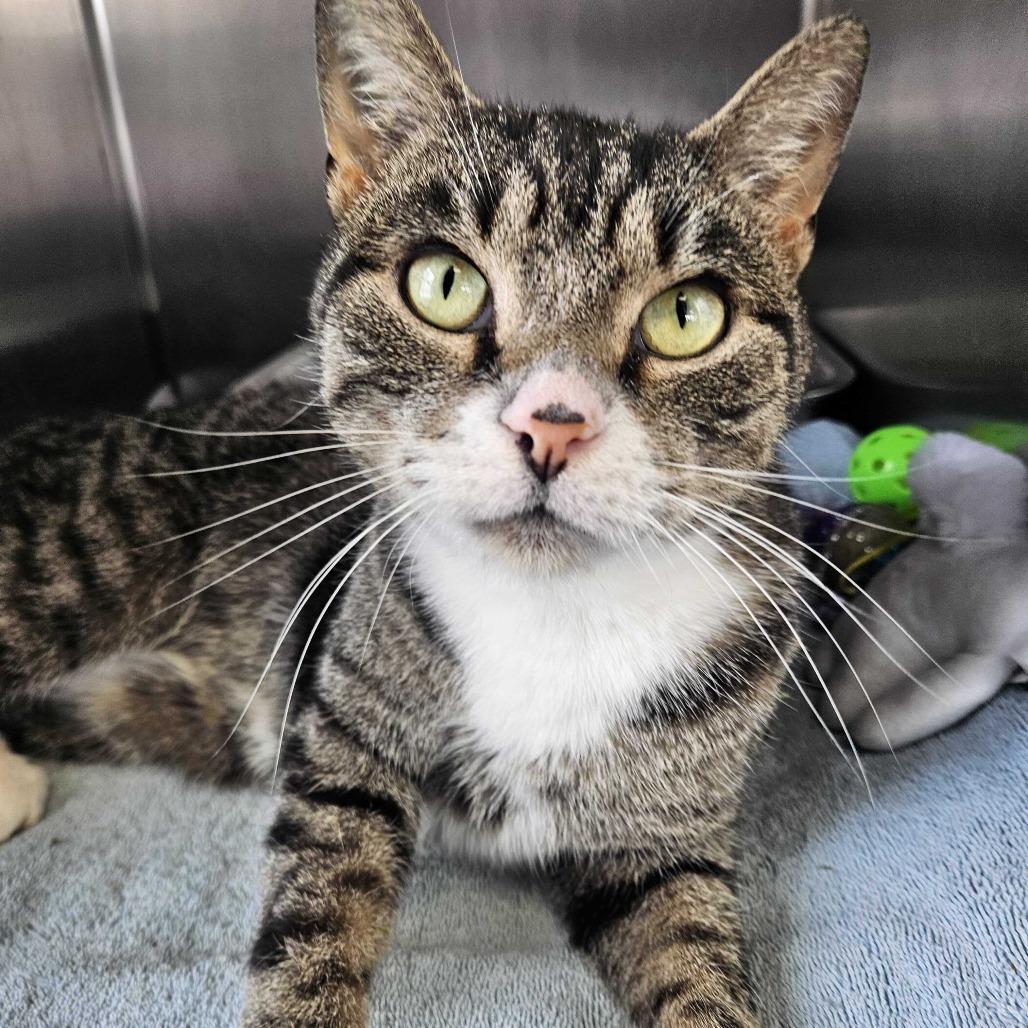 ZZ Top, a Adoptable Domestic Short Hair in Dover, NH image 2/6