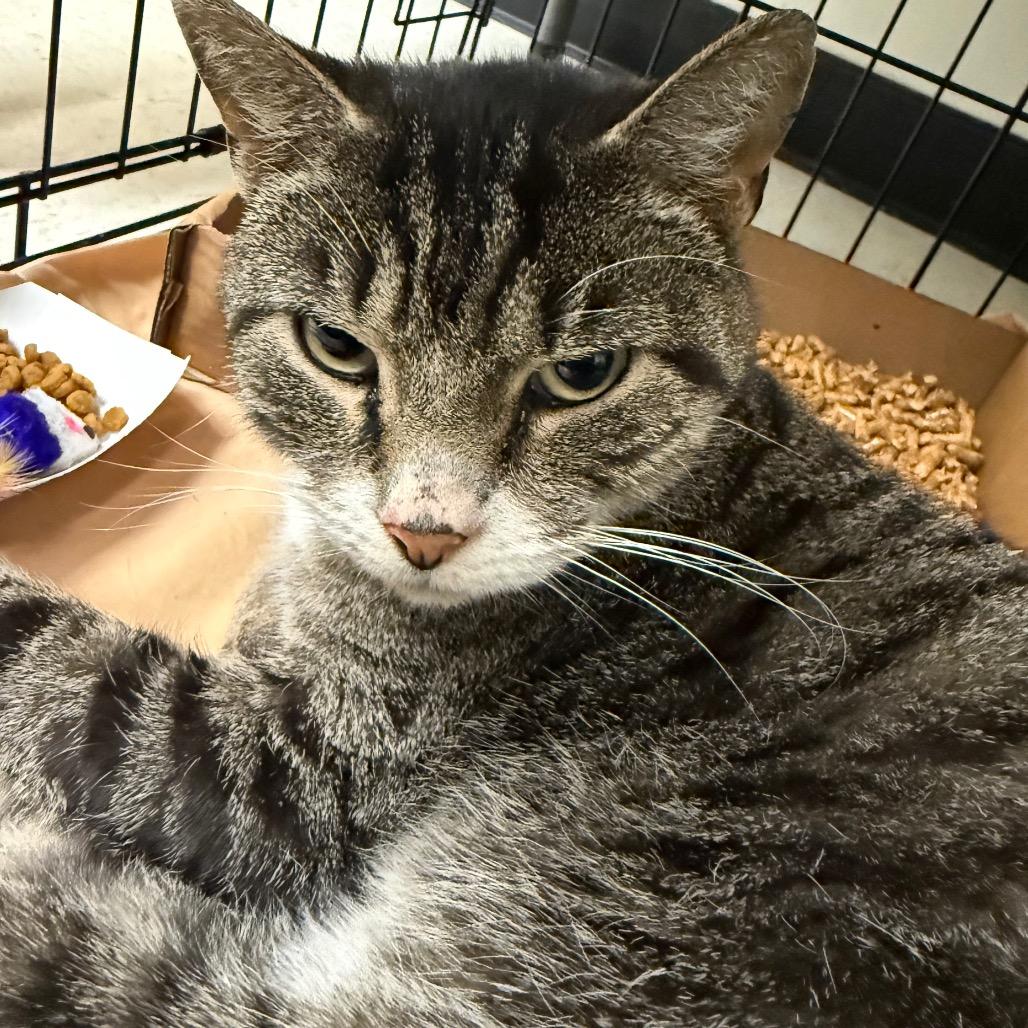 ZZ Top, a Adoptable Domestic Short Hair in Dover, NH image 3/6