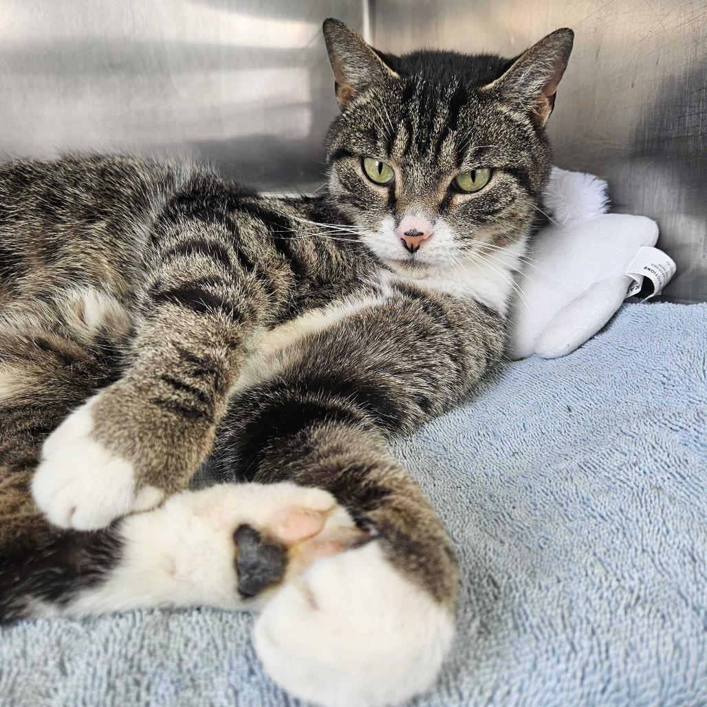 ZZ Top, a Adoptable Domestic Short Hair in Dover, NH image 4/6