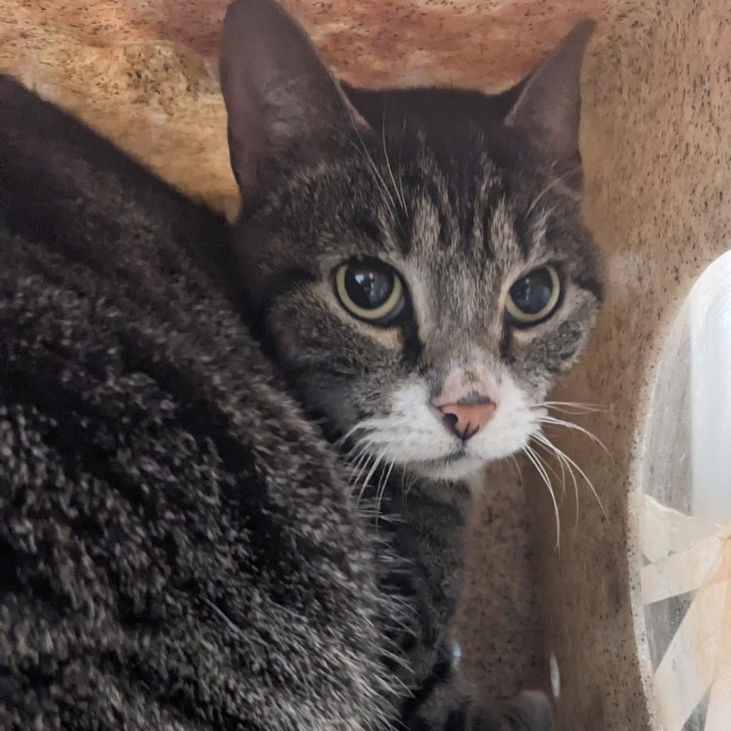 ZZ Top, a Adoptable Domestic Short Hair in Dover, NH image 6/6