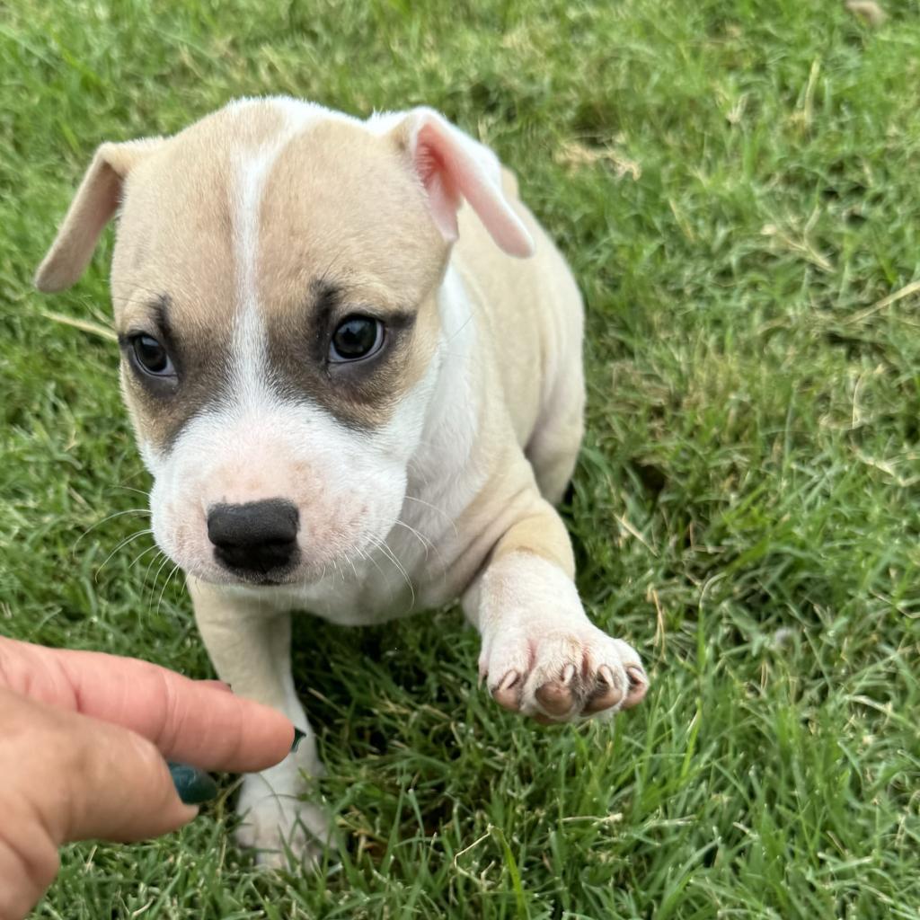 Wally, Adoptable, Adult Male Pit Bull Terrier & Mixed Breed.