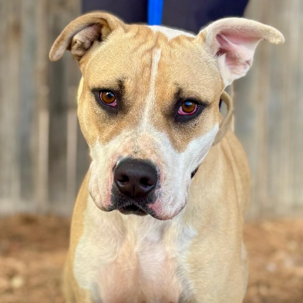 Enlarge Wally, a Adoptable mixed breed in Midland, TX image 3/3