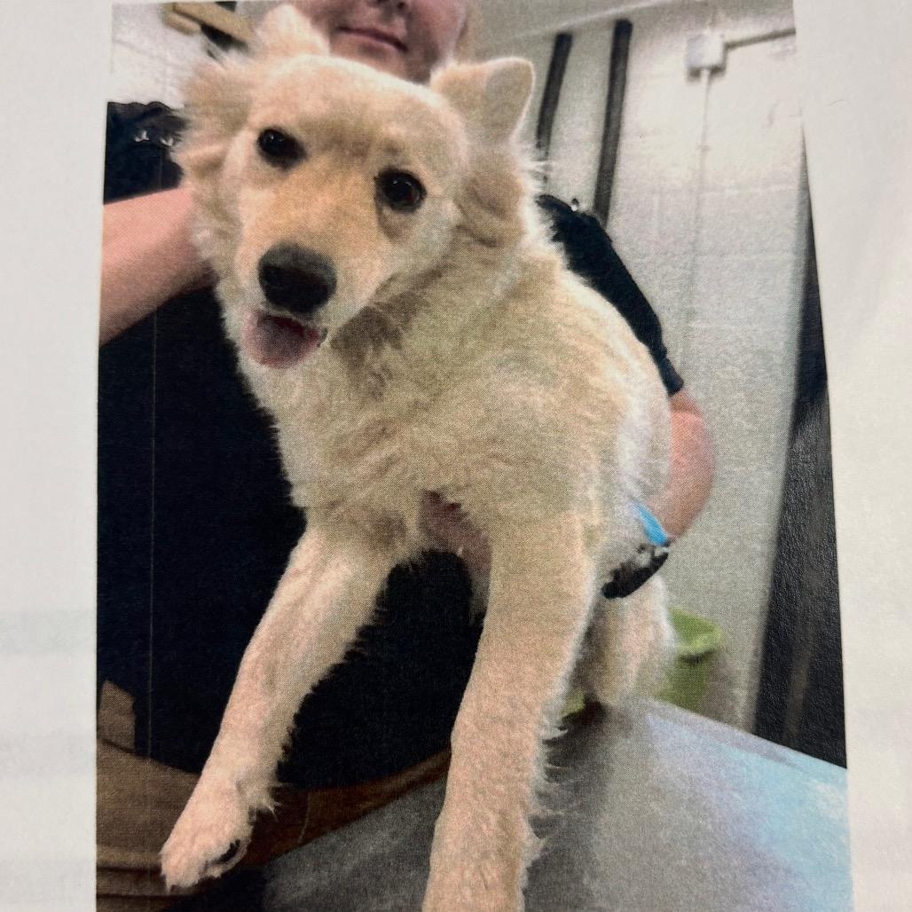 Blondie — thumbnail 2