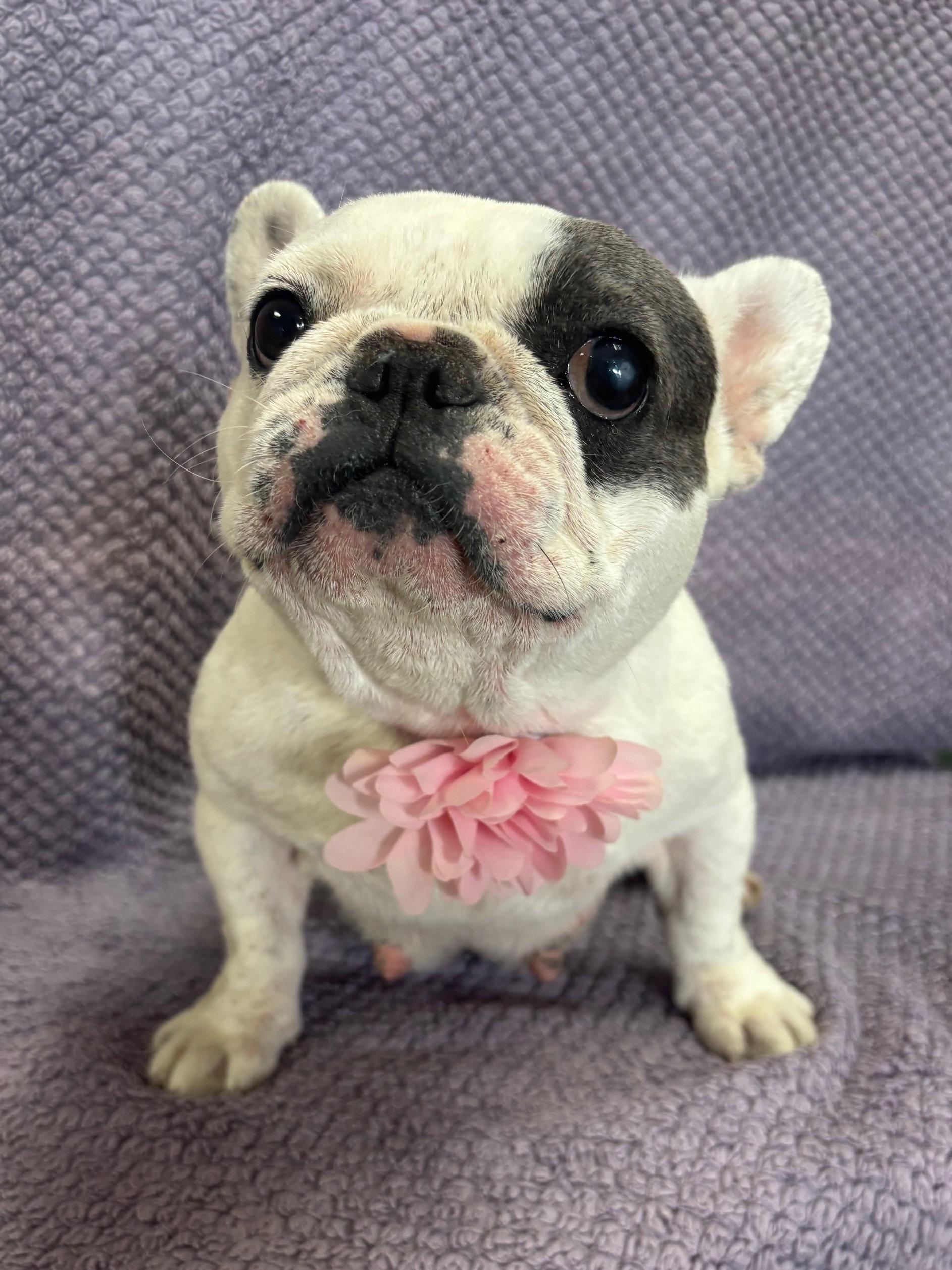 Sweetie