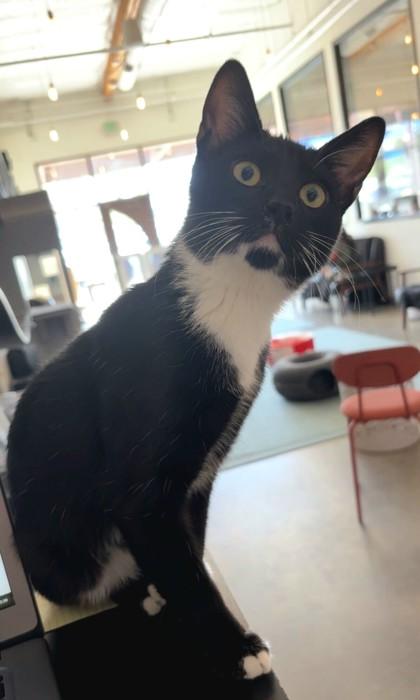 Midnight, a Adoptable Domestic Short Hair in Encinitas, CA image 1/3