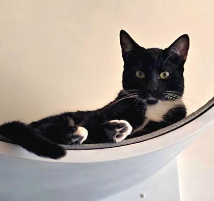 Midnight, a Adoptable Domestic Short Hair in Encinitas, CA image 1/3