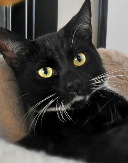 Midnight, a Adoptable Domestic Short Hair in Encinitas, CA image 2/3