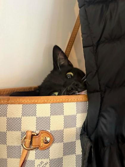 Midnight, a Adoptable Domestic Short Hair in Encinitas, CA image 3/3