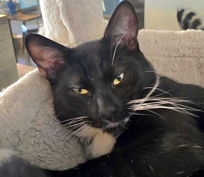 Midnight, a Adoptable Domestic Short Hair in Encinitas, CA image 3/3