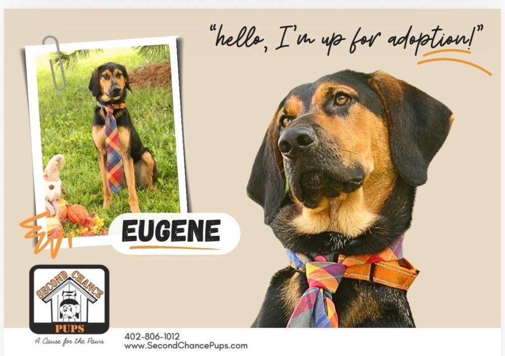 Eugene, Adoptable, Puppy Male Hound.