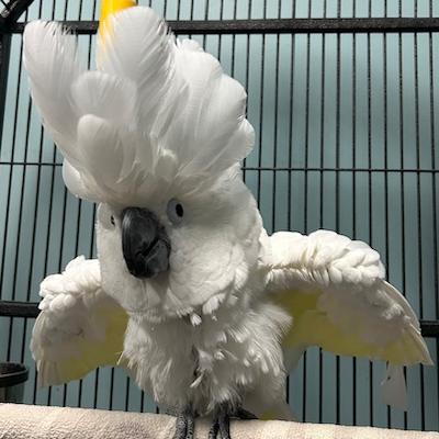 Enlarge Charlie, a Adoptable Cockatoo in Jacksonville, FL image 1/3