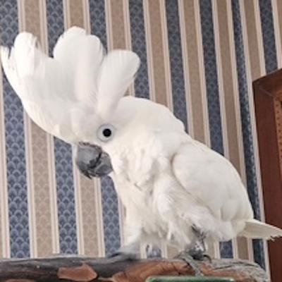 Enlarge Charlie, a Adoptable Cockatoo in Jacksonville, FL image 3/3