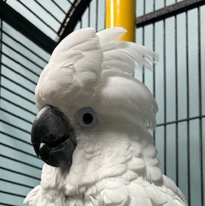 Enlarge Charlie, a Adoptable Cockatoo in Jacksonville, FL image 2/3