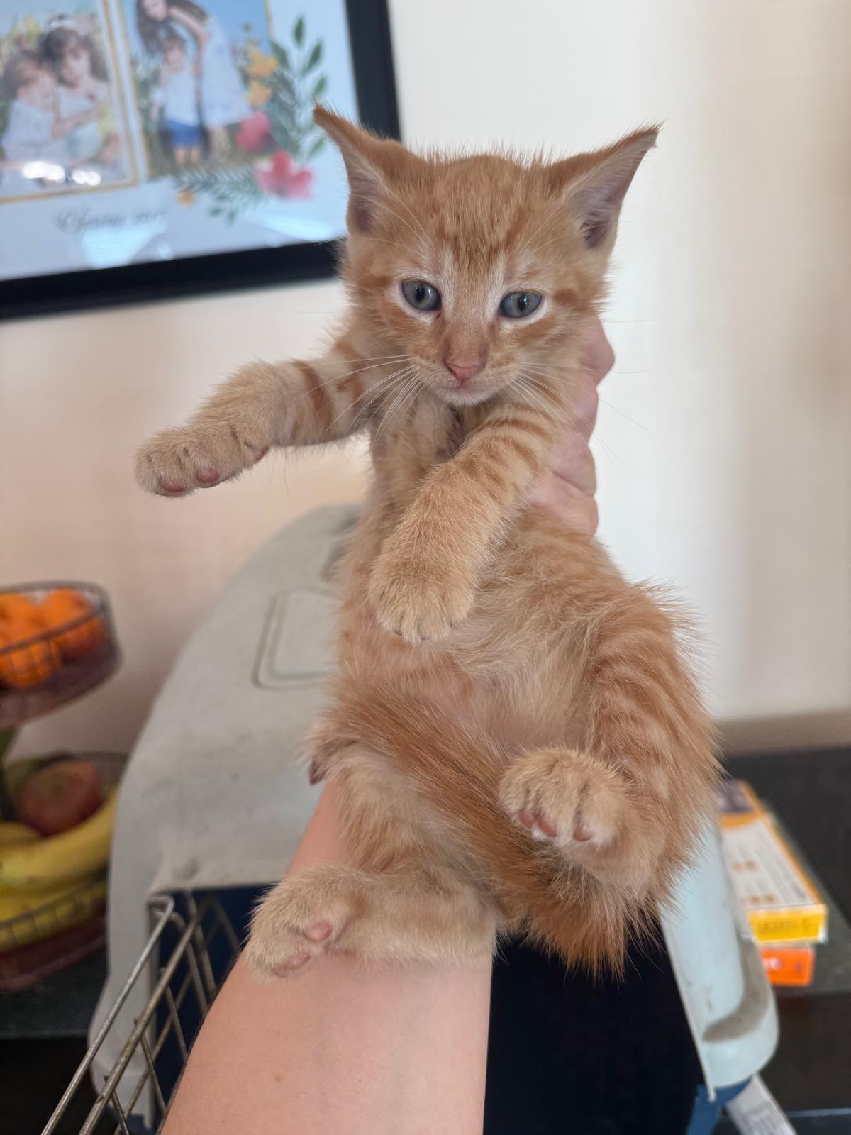 Pelucho