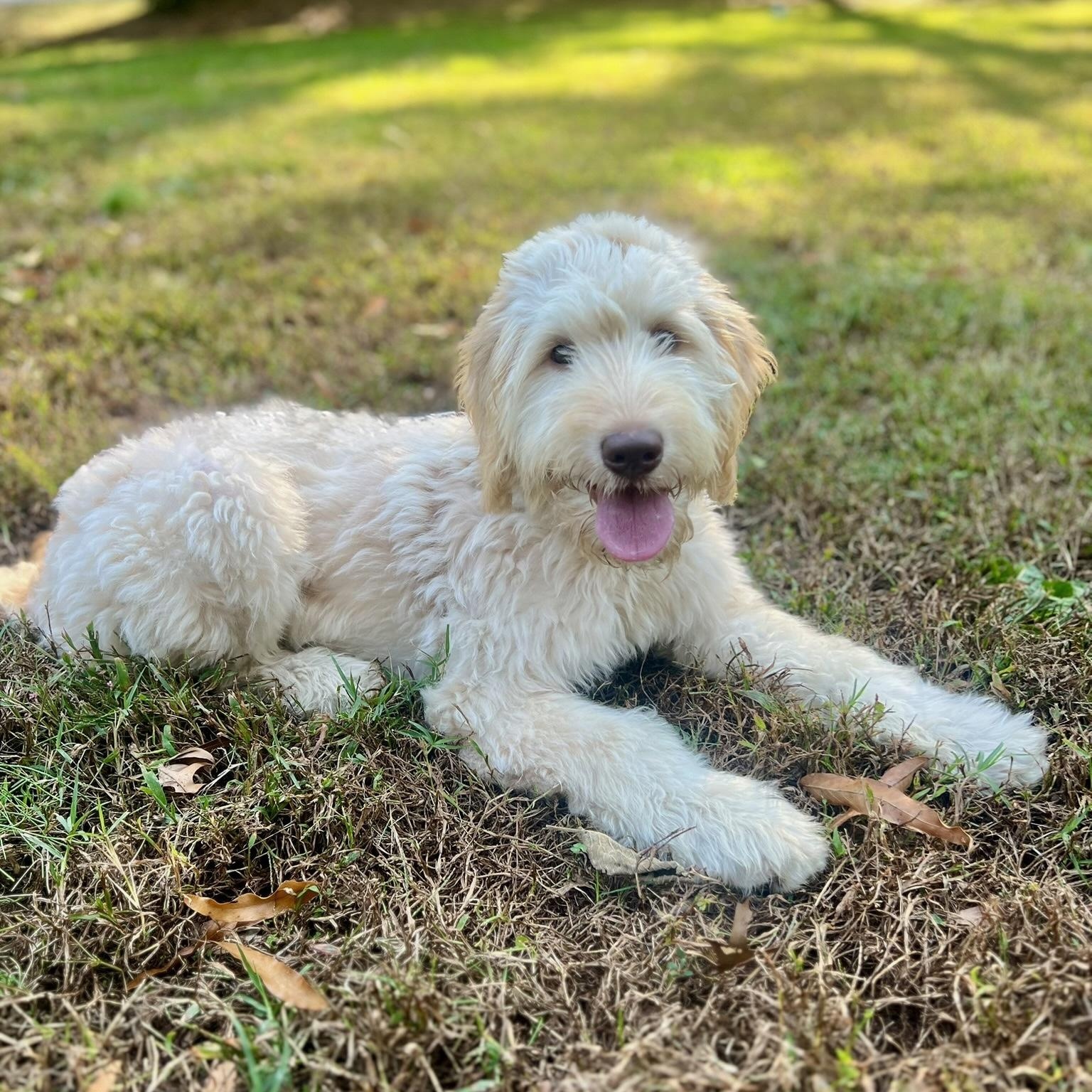 Enlarge KAI-VIRGINIA (FEMALE LABRADOODLE PUPPY IN RESTON, VA), a Adoptable Labradoodle in Houston, TX image 2/6