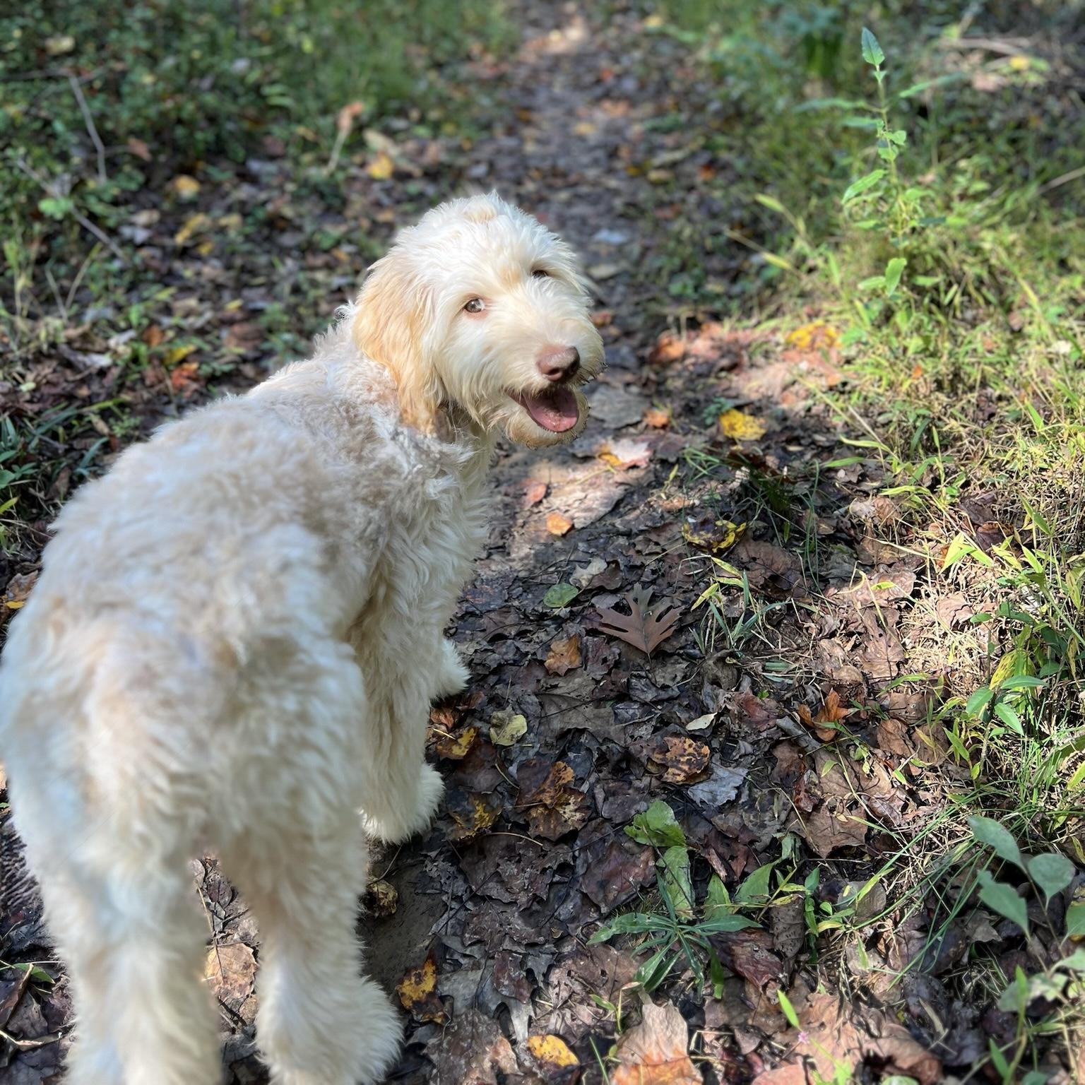 Enlarge KAI-VIRGINIA (FEMALE LABRADOODLE PUPPY IN RESTON, VA), a Adoptable Labradoodle in Houston, TX image 5/6