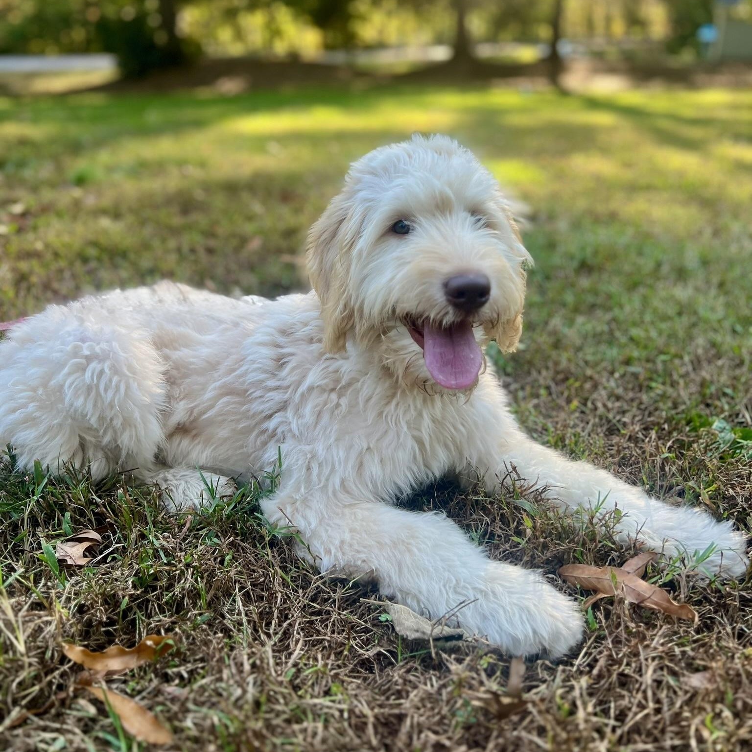 Enlarge KAI-VIRGINIA (FEMALE LABRADOODLE PUPPY IN RESTON, VA), a Adoptable Labradoodle in Houston, TX image 4/6