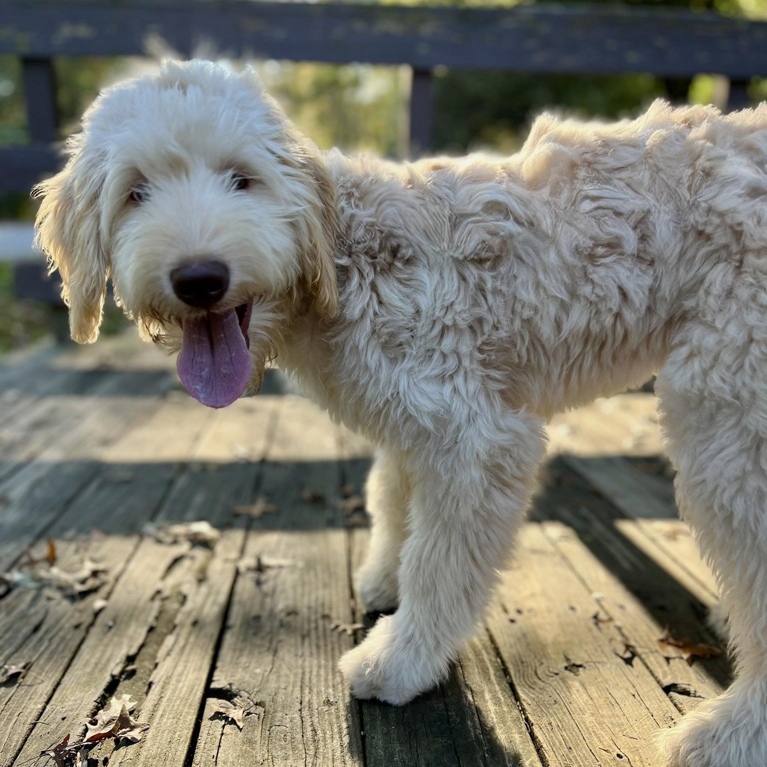 Enlarge KAI-VIRGINIA (FEMALE LABRADOODLE PUPPY IN RESTON, VA), a Adoptable Labradoodle in Houston, TX image 3/6