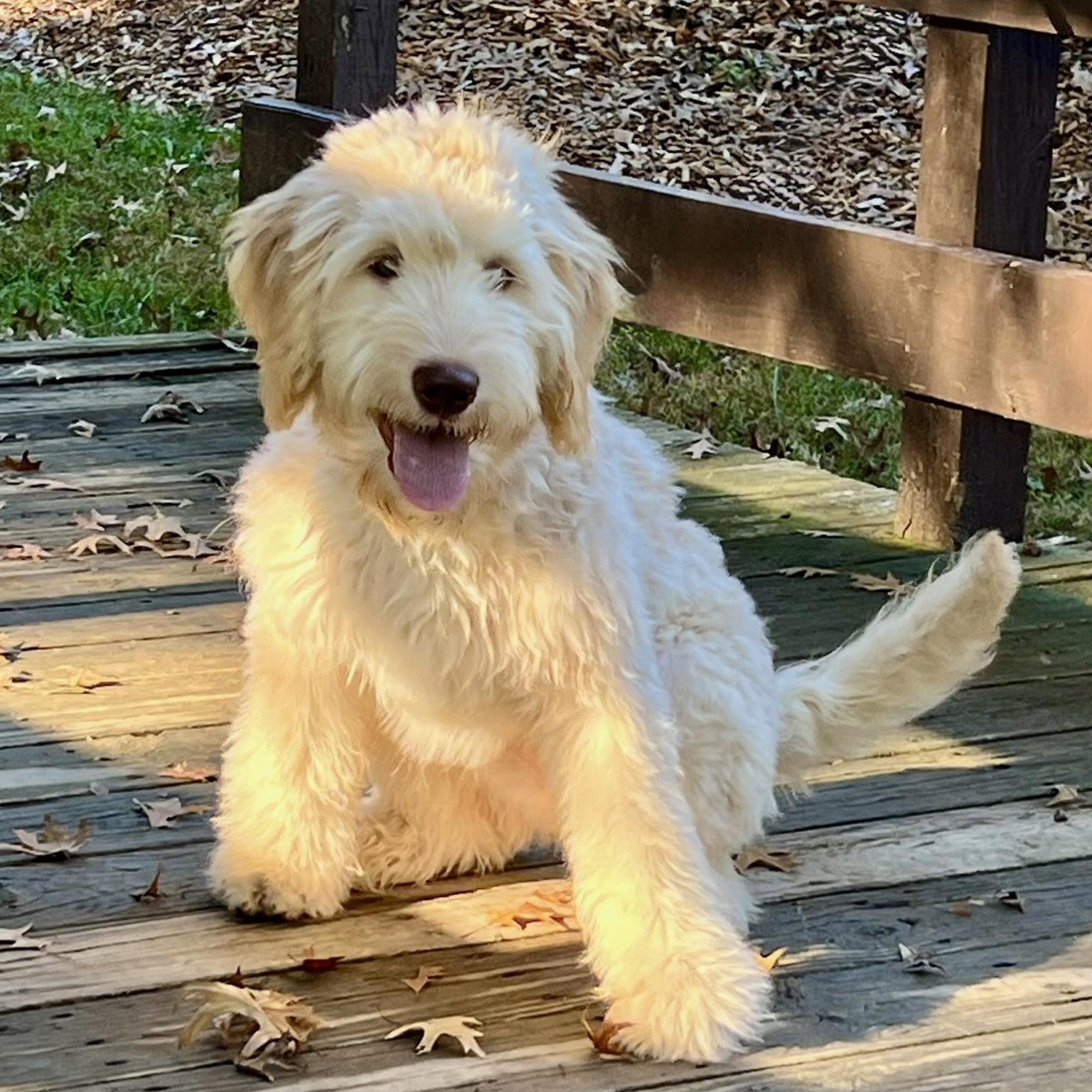 KAI-VIRGINIA (FEMALE LABRADOODLE PUPPY IN RESTON, VA), Adoptable, Puppy Female Labradoodle.
