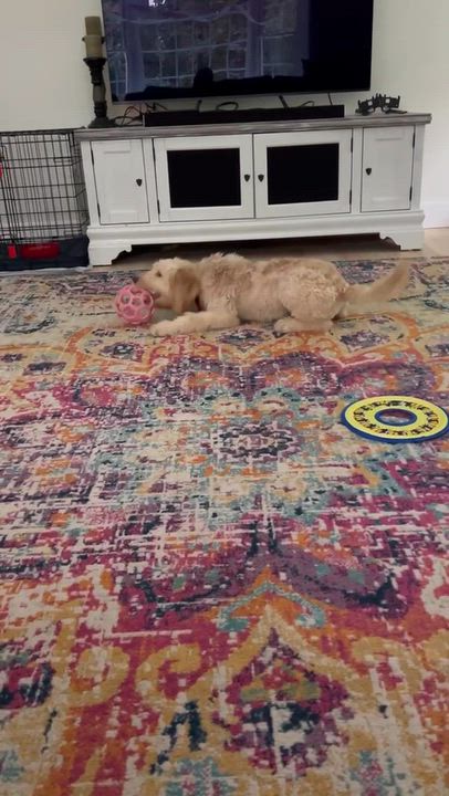 Enlarge KAI-VIRGINIA (FEMALE LABRADOODLE PUPPY IN RESTON, VA), a Adoptable Labradoodle in Houston, TX video 6/6