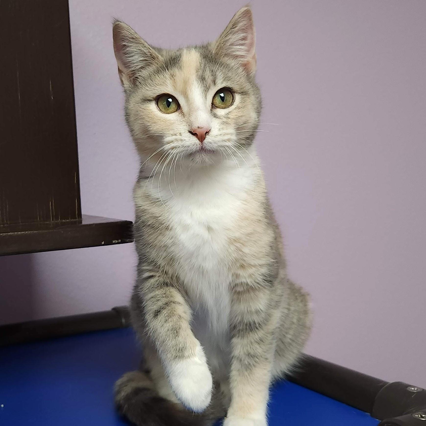 Dutch Apple, an adopted Dilute Calico in Marshfield, WI image 5/6