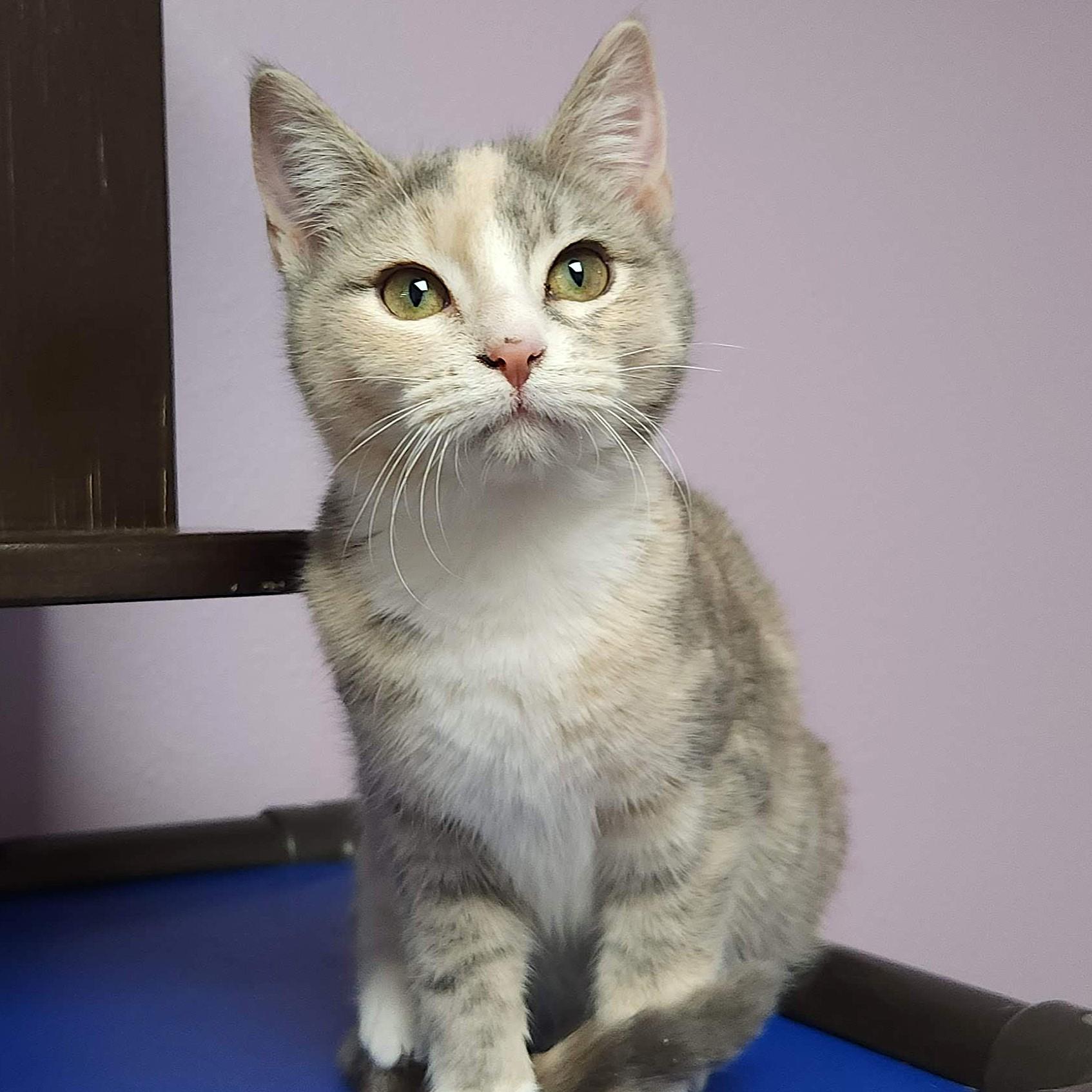 Dutch Apple, an adopted Dilute Calico in Marshfield, WI image 3/6